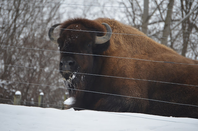 Hermie the bison lounges in the snow.