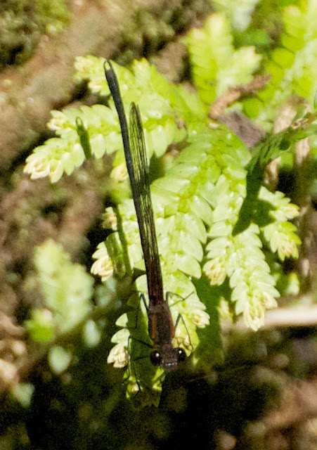 Hetaerina cruentata