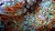 Close-Up Pictures of Corals by Felix Salazar