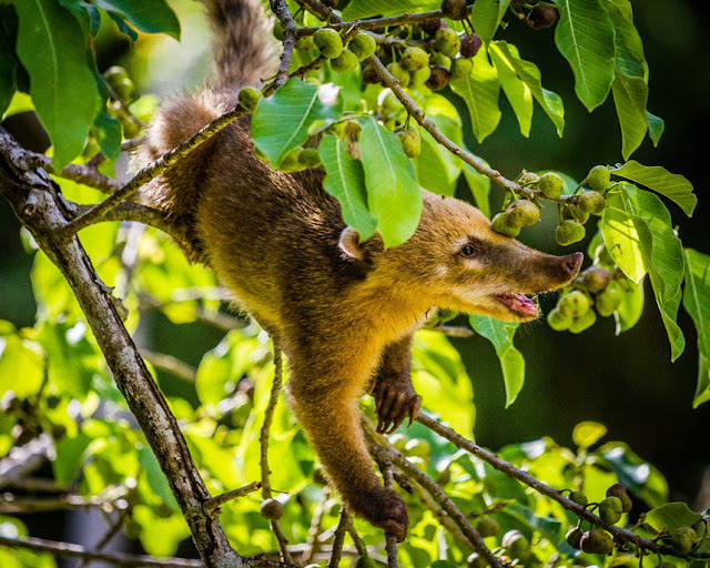 A coati's lunch in Iguazu Falls, Argentina