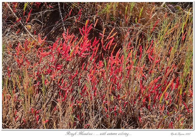 Rough Meadows: ... with autumn coloring...