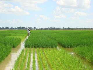  rice crop require good quantity of water