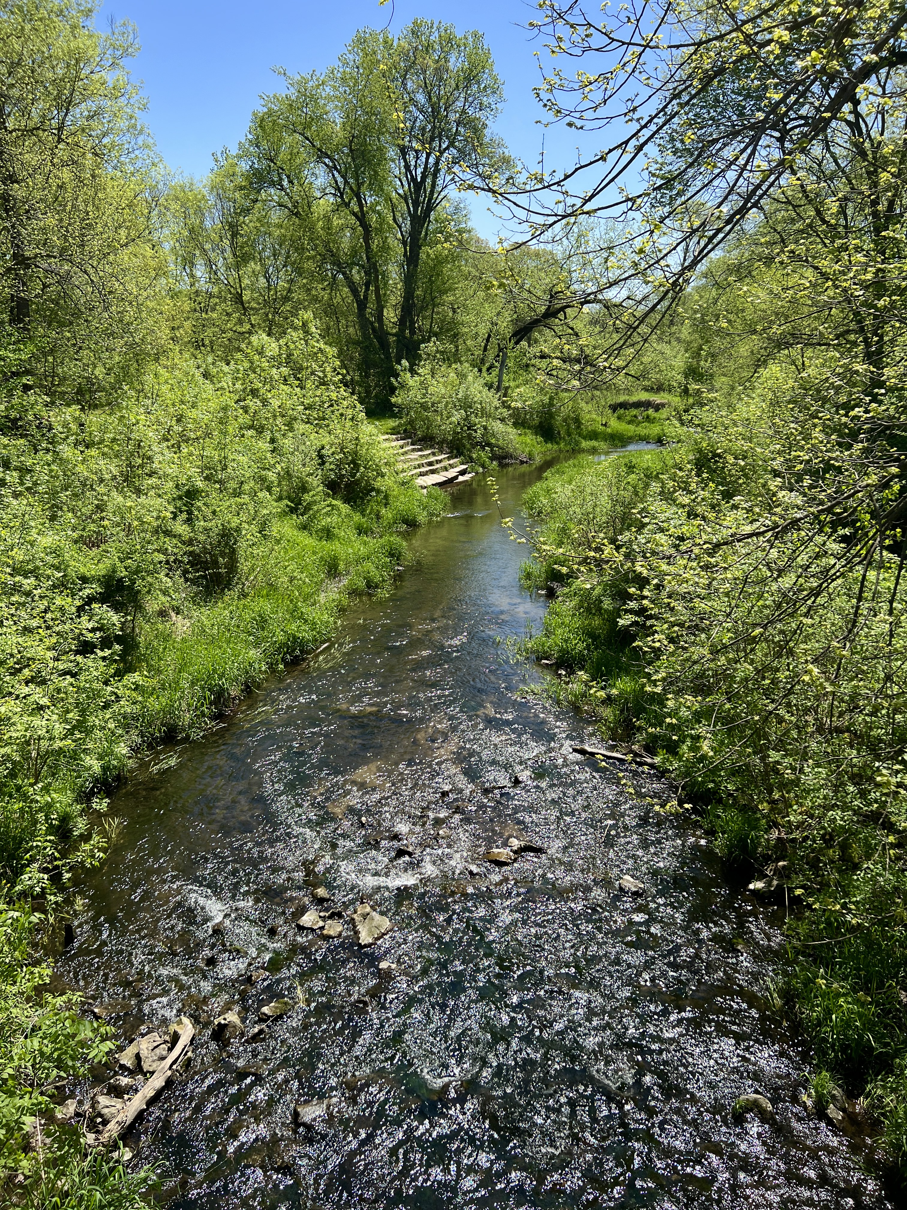 Polk County: Creek Splashing at Thomas Mitchell Park