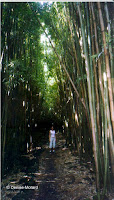 Bamboo forest, Haleakala National Park - Maui, HI