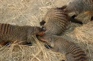 Luwak betina berantem karena berebut jantan