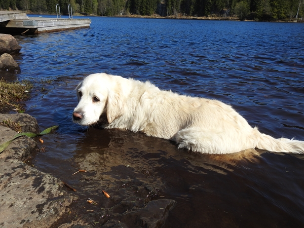 maridalen flyvrak hansakollen golden retriever