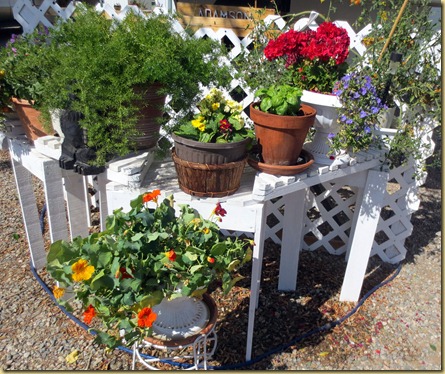 2013-03-04 - AZ, Yuma - Cactus Gardens, my garden -003
