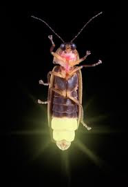 image of firefly