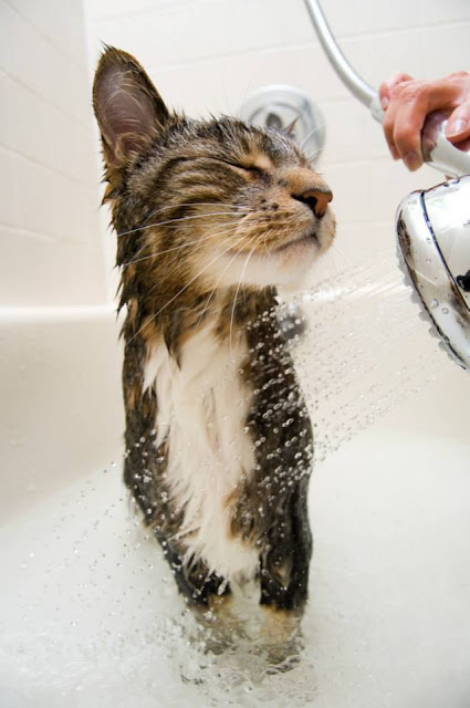 Foto bañando al gato