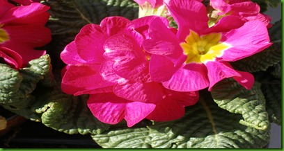 primulas 180