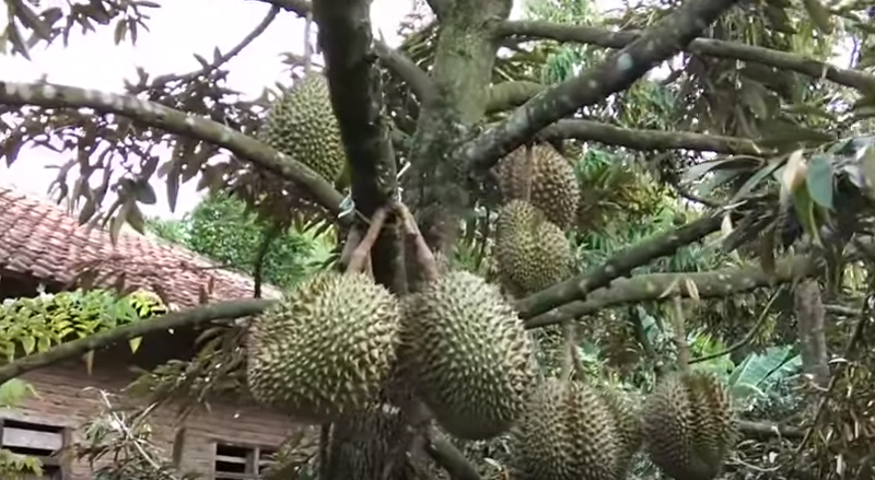 Peluang Usaha Menjanjikan Budidaya Durian Untuk Pemula