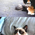 Grumpy Cat - Mad Cat Meme