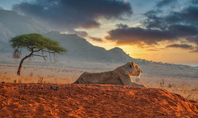 safaris to tsavo east national park with wild kenya safaris