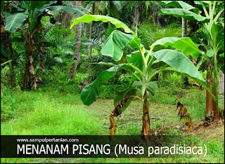 Cara Menanam Pisang Yang Efektik Cepat Tumbuh Dan Berbuah