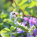 September- Behind my Garden Gate. Mint, bees and Country Gardens
Magazine