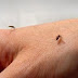 REPELENTES NATURALES DE MOSQUITOS