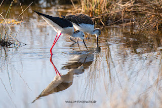 Wildlifefotografie Neretva Delta Stelzenläufer Olaf Kerber