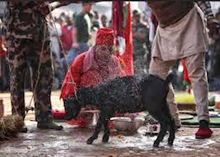 The sacrificed animals are sold expensive than a car in Pakistan