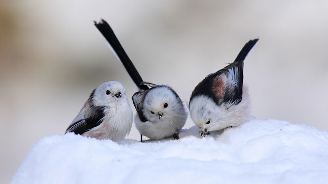 cute snow birds