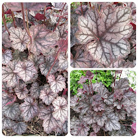 Гейхера гибридная (Heuchera hybrid) 'Guardian Angel'.