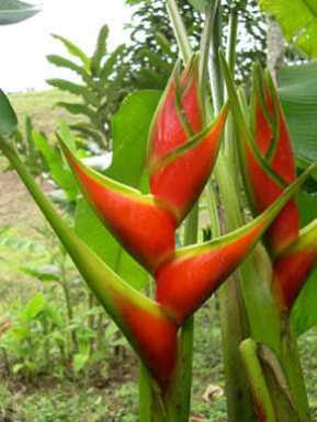 Heliconia parrot flowers