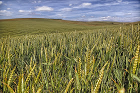 European crop fields