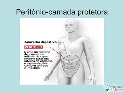 SISTEMA DIGESTÓRIO