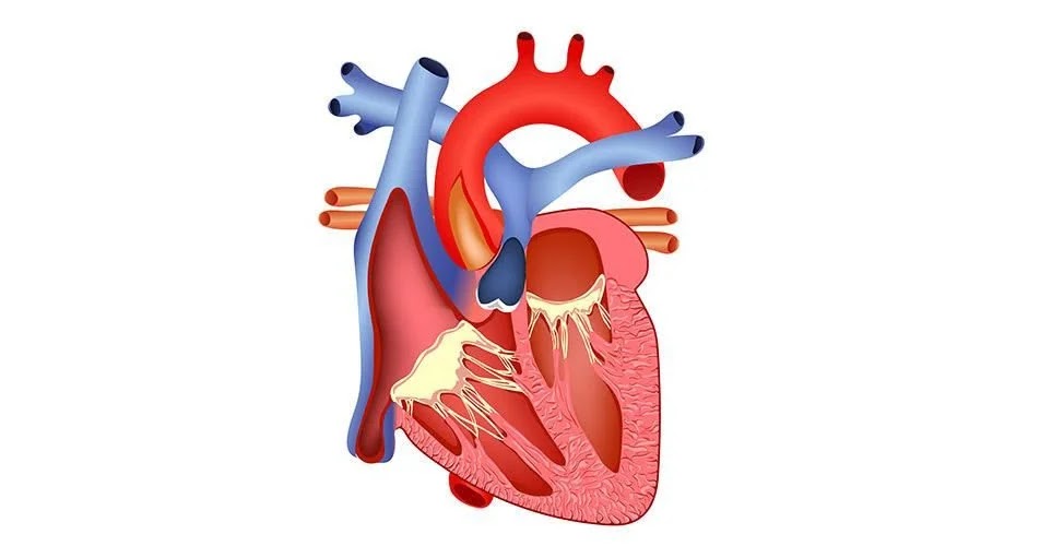 kedudukan jantung dalam badan