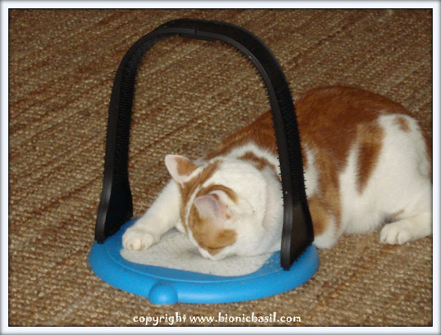 Friday Fluffers at BBHQ ©BionicBasil® Amber's Secret Catnip Addiction