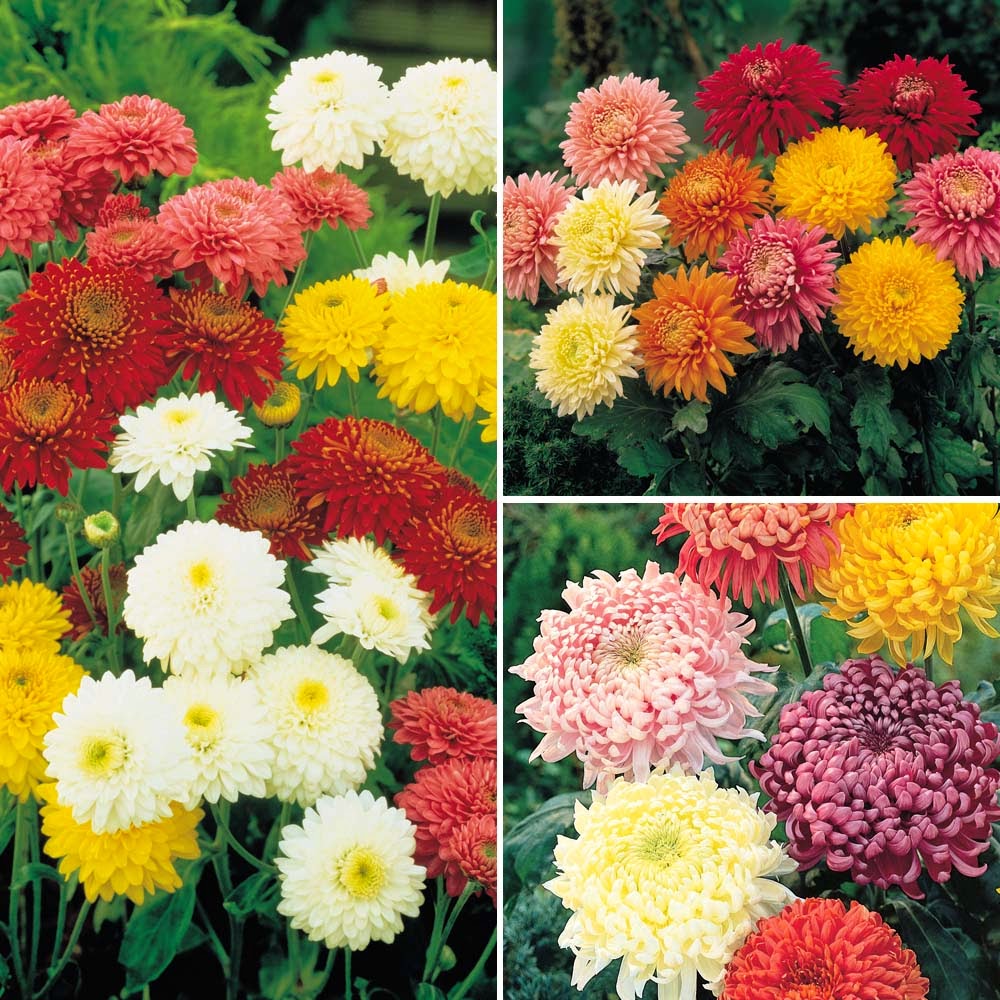 , Chrysanthemum Flowers, Chrysanthemum Flower Meanings, Chrysanthemum 