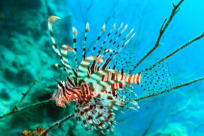 Pez Leon o también conocido como Lion Fish