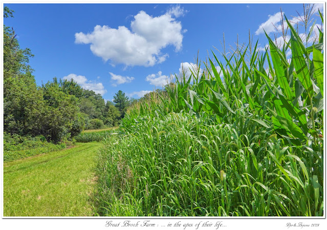 Great Brook Farm: ... in the apex of their life...