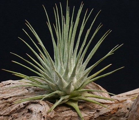 Jenis Tanaman Hias Indoor - Tillandsia Adreana