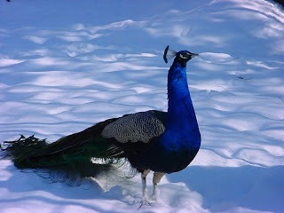 Peacock Wallpapers