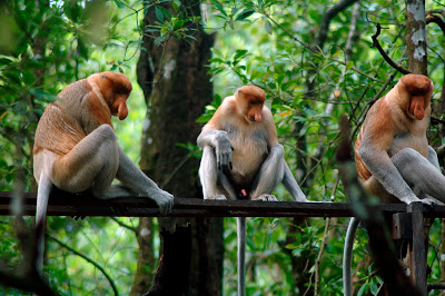 Bekantan Kaget Island Barito Kuala South Kalimantan, Bekantan, proboscis monkey, Nasalis larvatus, long nose monkeys