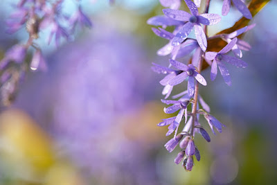 delicate purple flowers on a colorful bokeh background