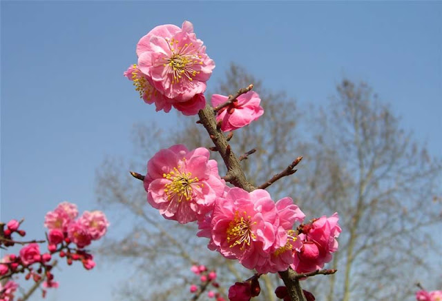 Plum Flowers