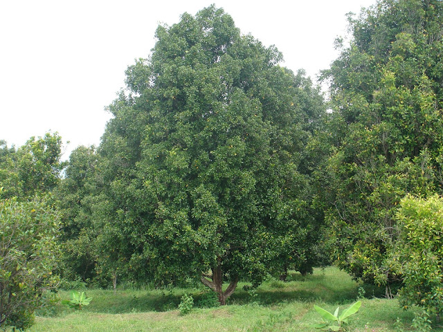 3 Varietas Cengkeh di Indonesia