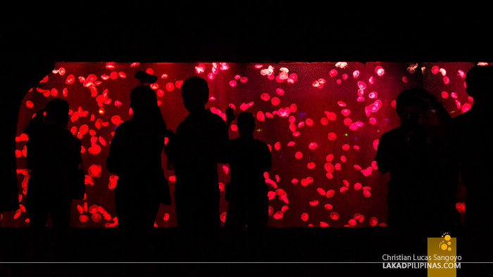 Manila Ocean Park Jellies Exhibit