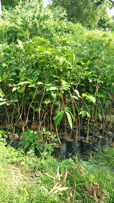 bibit tanaman rambutan binjai siap kirim indonesia Serang