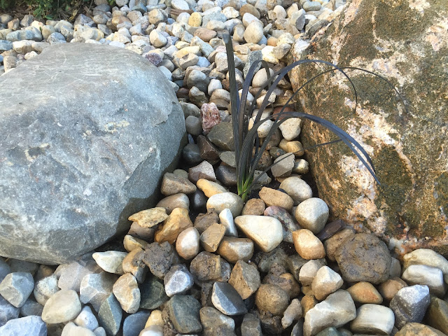 black mondo grass in rocks