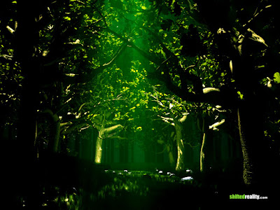 Amazing Dark Green Light Forest  Okay Wallpaper