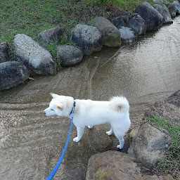 小川に入った白柴チロ