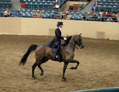 saddle seat horses