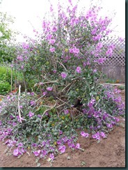 Mallow collapsed, backyard 003