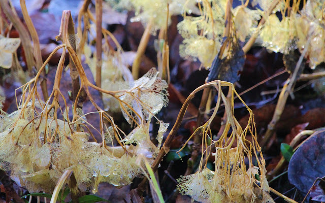 Abgestorbene Blüten