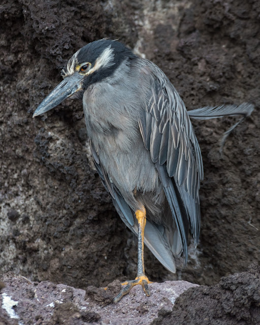 Yellow-crowned Night-Heron, Santiago Island