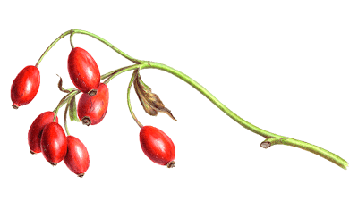 rosehip fruits clipart