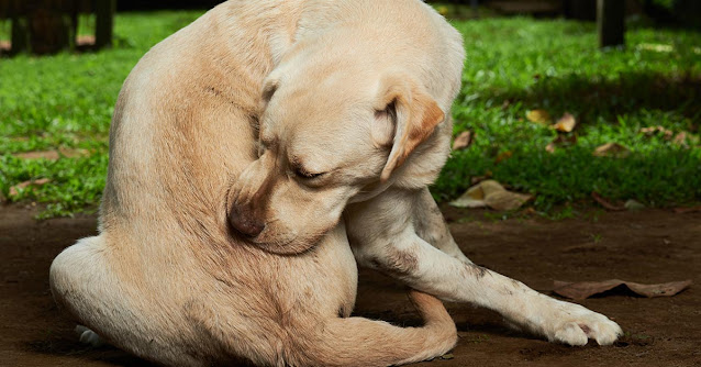 Common Causes of Excessive Scratching or Chewing in Assistance Dogs