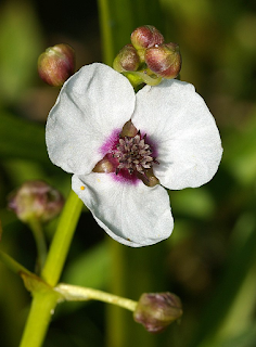 Соцветие Sagittaria sagittifolia